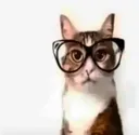 nerdcat2