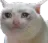 sadkot sadkot