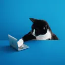 tuxedocathacker