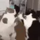 y_paws
