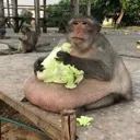 fatass