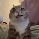 stupidcat