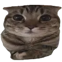 patient_cat