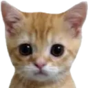 kittyy
