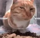 cat_side_eye