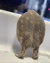 FrogButt2