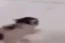 RIP