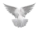 guiltys_dove