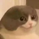 2_gatopelon