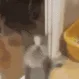 gatoloko