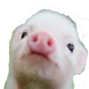 babypig babypig