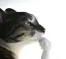 cat_think