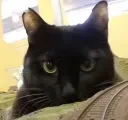 stare