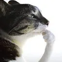 thinker thinker