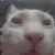 CatInsanity