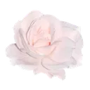 2736pinkrose