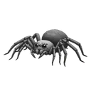 blackspider