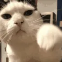 43