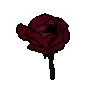 CrimsonRoseBloom