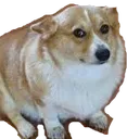 CorgiConcern