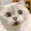catshock