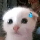y_kittysweat