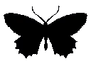 blackbutterfly