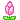 pinktulip