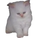 w_cat