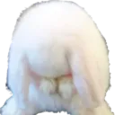 whitebunny