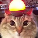 CatAlert
