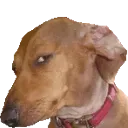 Capping_Dog
