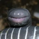 caecilian