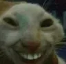 Trollcat