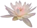0w_lilly
