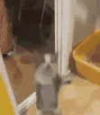 CatJumping