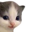 nicekitty
