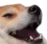 CheemLaugh