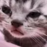 Cat_Cry