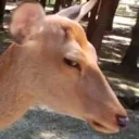 sideeyedeer