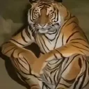 15307tigerstaring