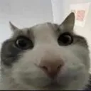 bingus