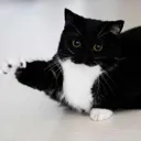 mingus