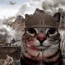 1000_cat