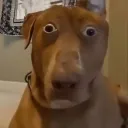 aowcat