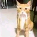 oldcat