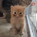 starecat