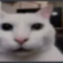 catwhatdidyousay