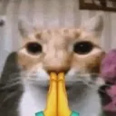 M_catpray