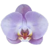 0_3Orchid